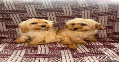 Cavapoo dogs in Leicester - Advert 15