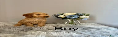 Cockapoo 5