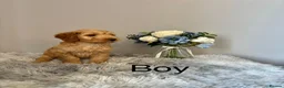 Cockapoo dogs for sale: Beautiful F1 Cockapoo Puppies - Ready Now - Advert 10