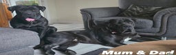 Cane Corso dogs for sale: Imp Champion Bloodline Pure Breed Cane Corso pups  - Advert 1