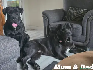 Cane Corso dogs Imp Champion Bloodline Pure Breed Cane Corso pups - Advert 3