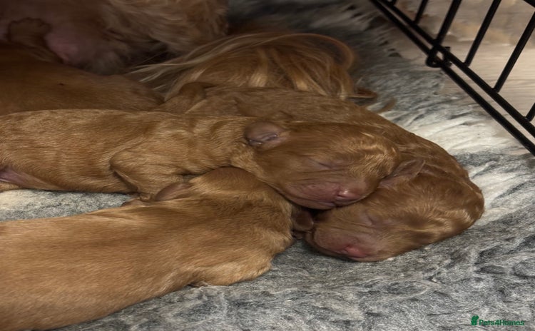 Cavapoo dogs - Advert 6