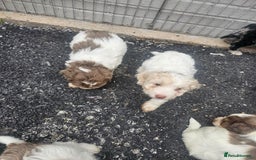 Cockapoo dogs for sale: Cockapoo puppies 🐶  - Image 35