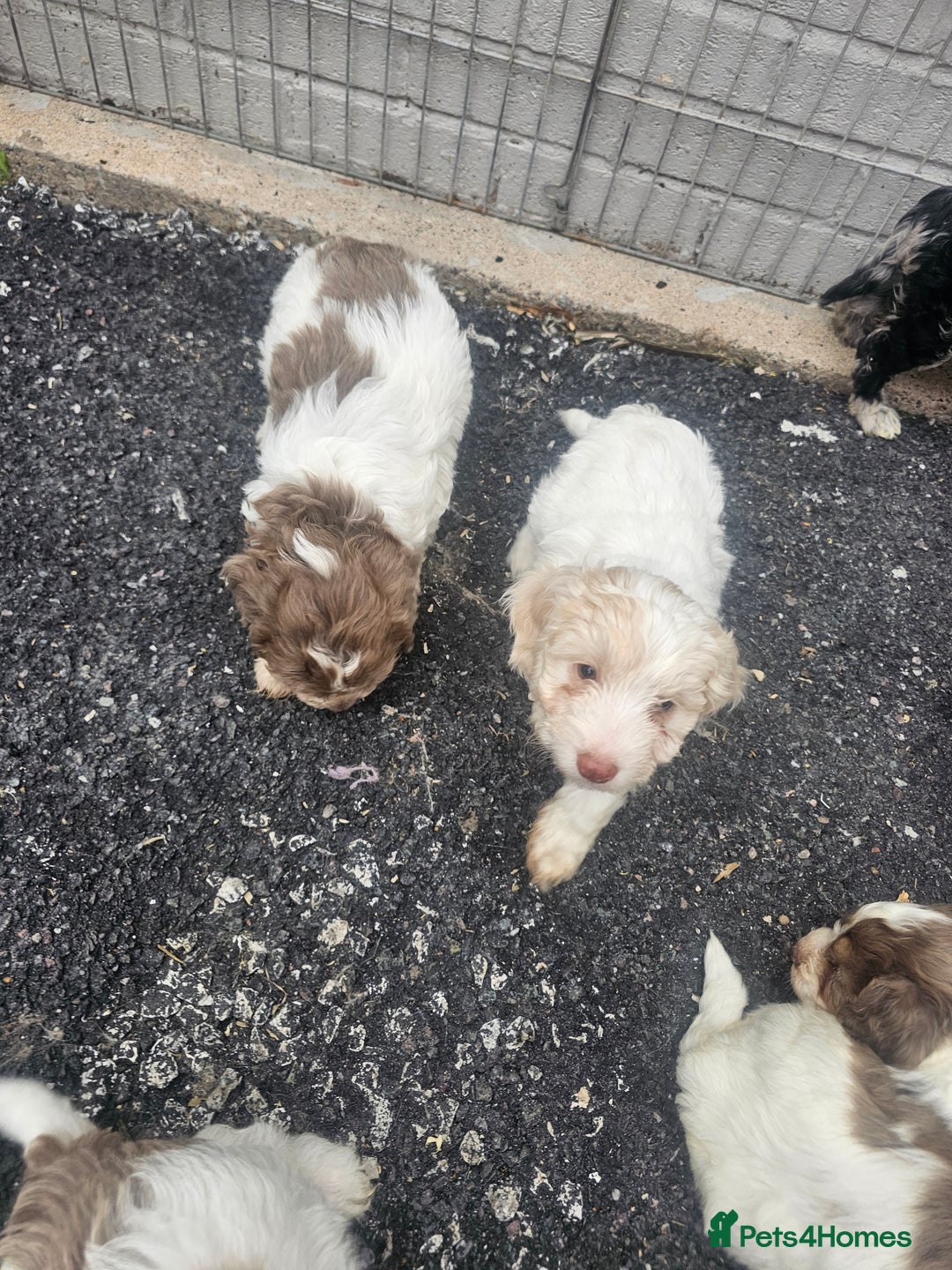 Cockapoo dogs for sale: Cockapoo puppies 🐶  - Image 35