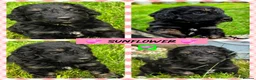 Cockapoo dogs for sale: Health Tested F1b Cockapoo Puppies - Advert 16