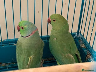 Ringnecks birds Bonded pair of baby ringnecks need an owner now!! - Advert 17