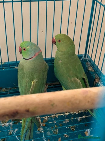 Ringnecks birds Bonded pair of baby ringnecks need an owner now!! - Advert 9