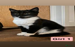 Domestic Shorthair cats for sale: 3 beautiful female Tuxedo Kittens  - Image 4
