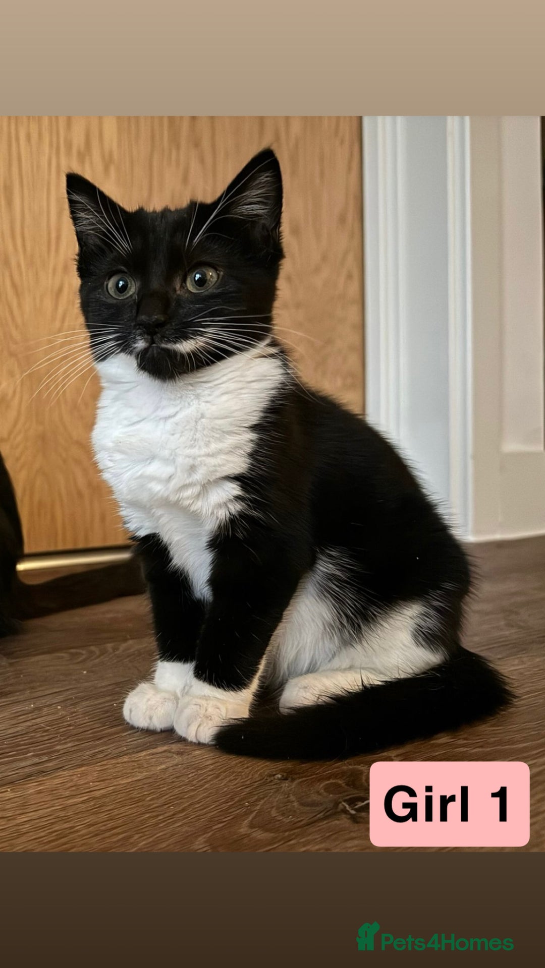 Domestic Shorthair cats for sale: 3 beautiful female Tuxedo Kittens  - Image 4