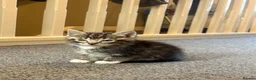 Mixed Breed cats for sale: Kittens!!!  - Advert 7