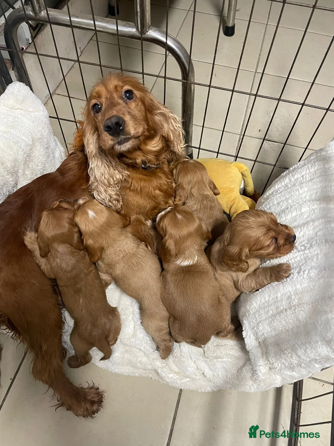 Cocker Spaniel dogs for sale: Stunning red cocker spaniels  - Advert 8