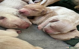 Golden Retriever dogs for sale: 8 Beautiful golden retrievers puppies for sale ❤️ - Advert 1