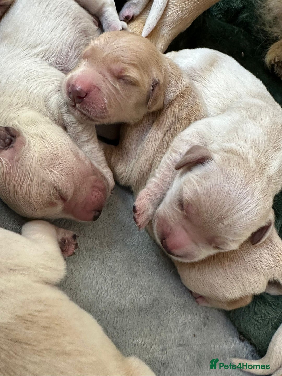 Golden Retriever dogs for sale: 8 Beautiful golden retrievers puppies for sale ❤️ - Advert 1