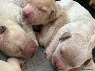 Golden Retriever dogs 8 Beautiful golden retrievers puppies for sale ❤️ - Advert 1