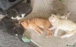 Ragdoll cats for sale: Fluffy Ragdoll cross kittens  - Image 13