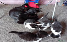 Mixed Breed cats for sale: Male and female kittens for sale  - Image 11