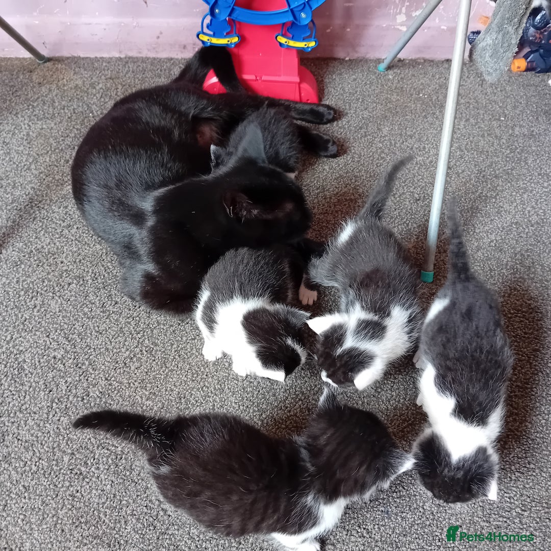 Mixed Breed cats for sale: Male and female kittens for sale  - Image 11