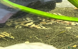 Plecos fish for sale: L236sw Pleco. 1” & 2”-3”  - Image 9