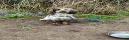 Cocker Spaniel dogs for sale: Working Cocker Spaniels in Spalding - Advert 6