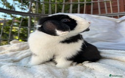 Mini Lop rabbits for sale: Two male mini lop rabbits looking for forever home - Advert 5