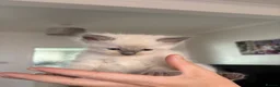 Ragdoll cats for sale: Bluepoint ragdolls for sale  in Liverpool - Advert 14