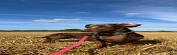 Miniature Dachshund dogs for sale: 3 Miniature Dachshund Puppies    in York - Advert 7