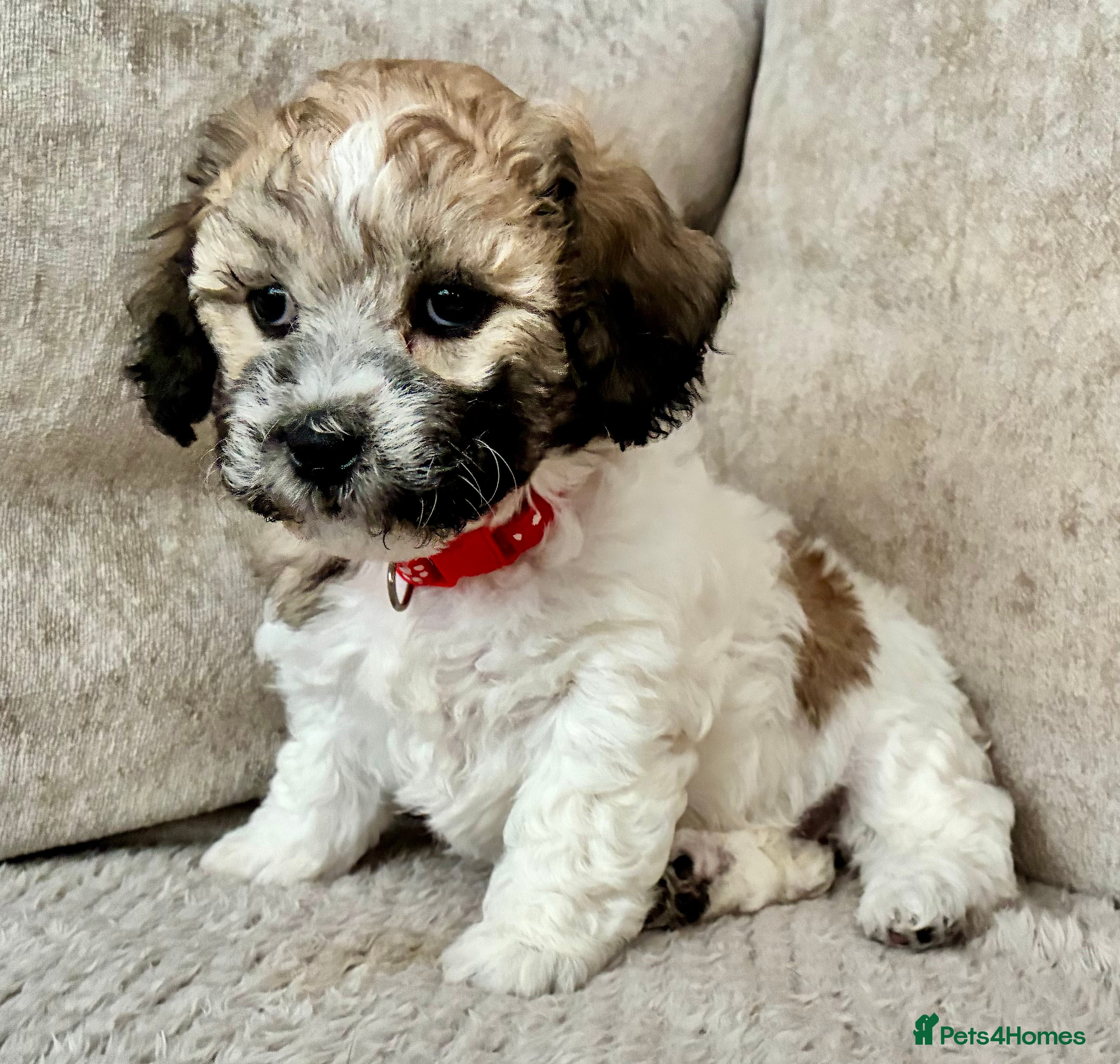Mixed Breed dogs La chon  - Advert 2