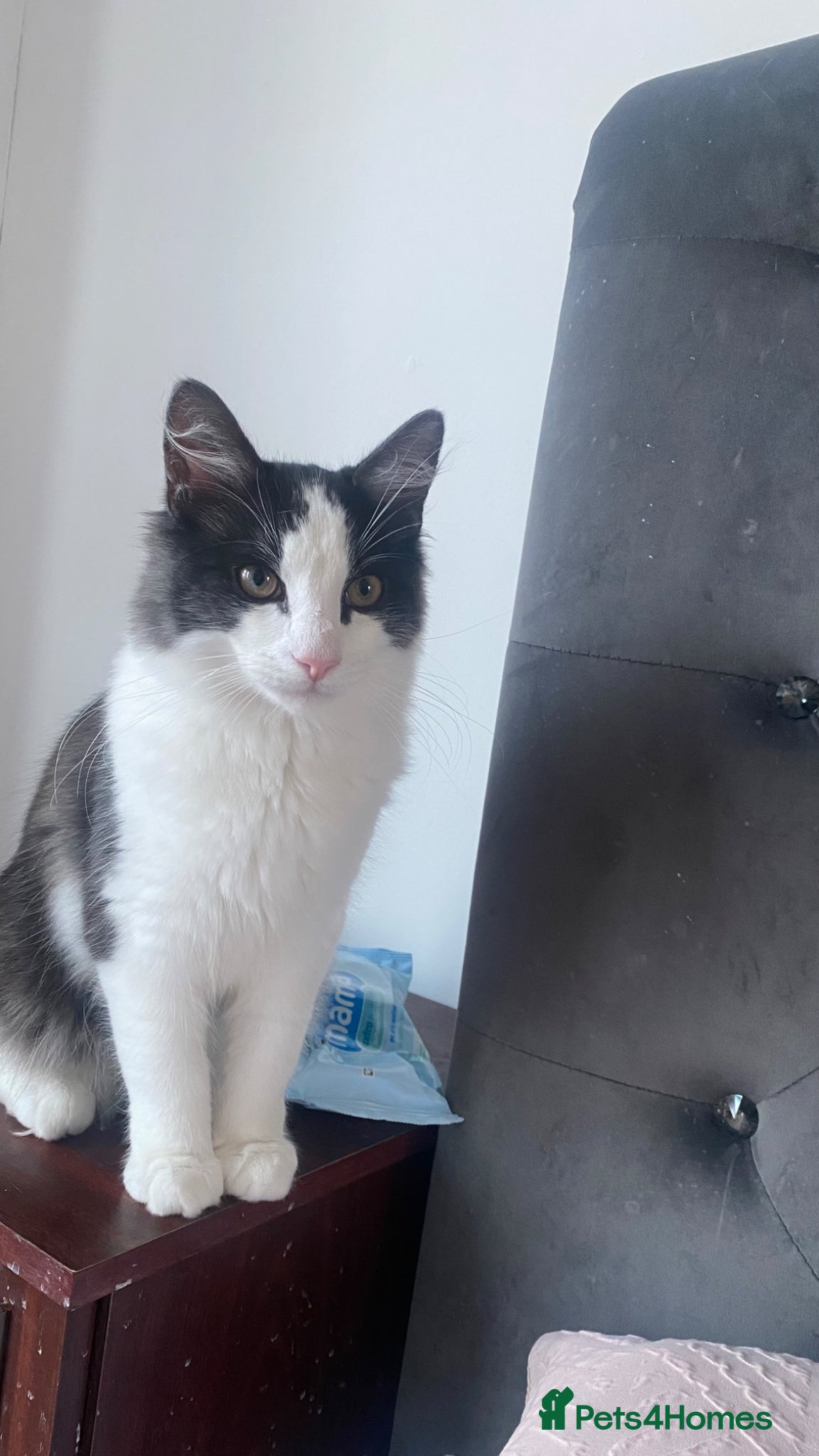 British Longhair cats British long hair mixed breed male cat - Advert 1