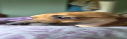 Mixed Breed dogs for sale: Puppy - Advert 2