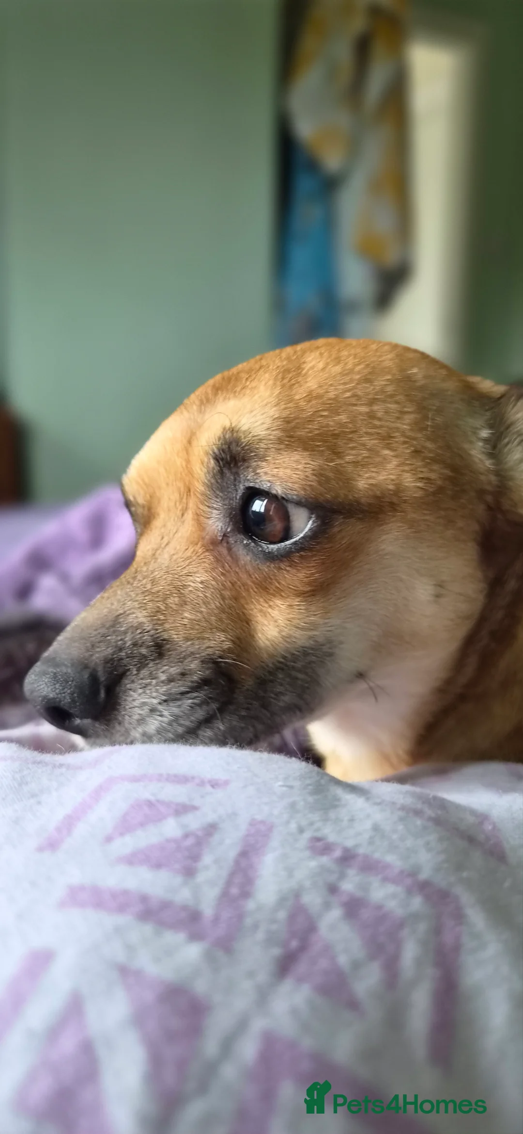 Mixed Breed dogs for sale: Puppy - Advert 2