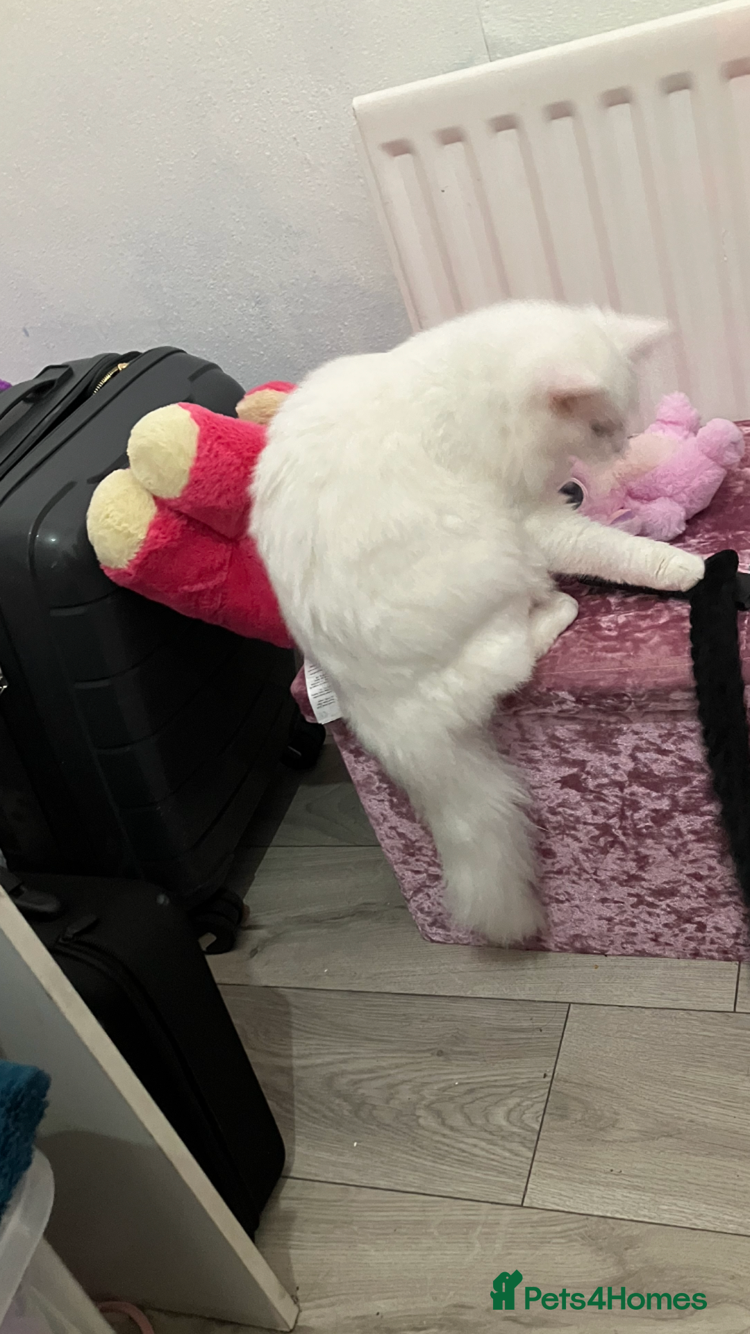 Turkish Angora cats for sale: Male kitten  - Advert 5