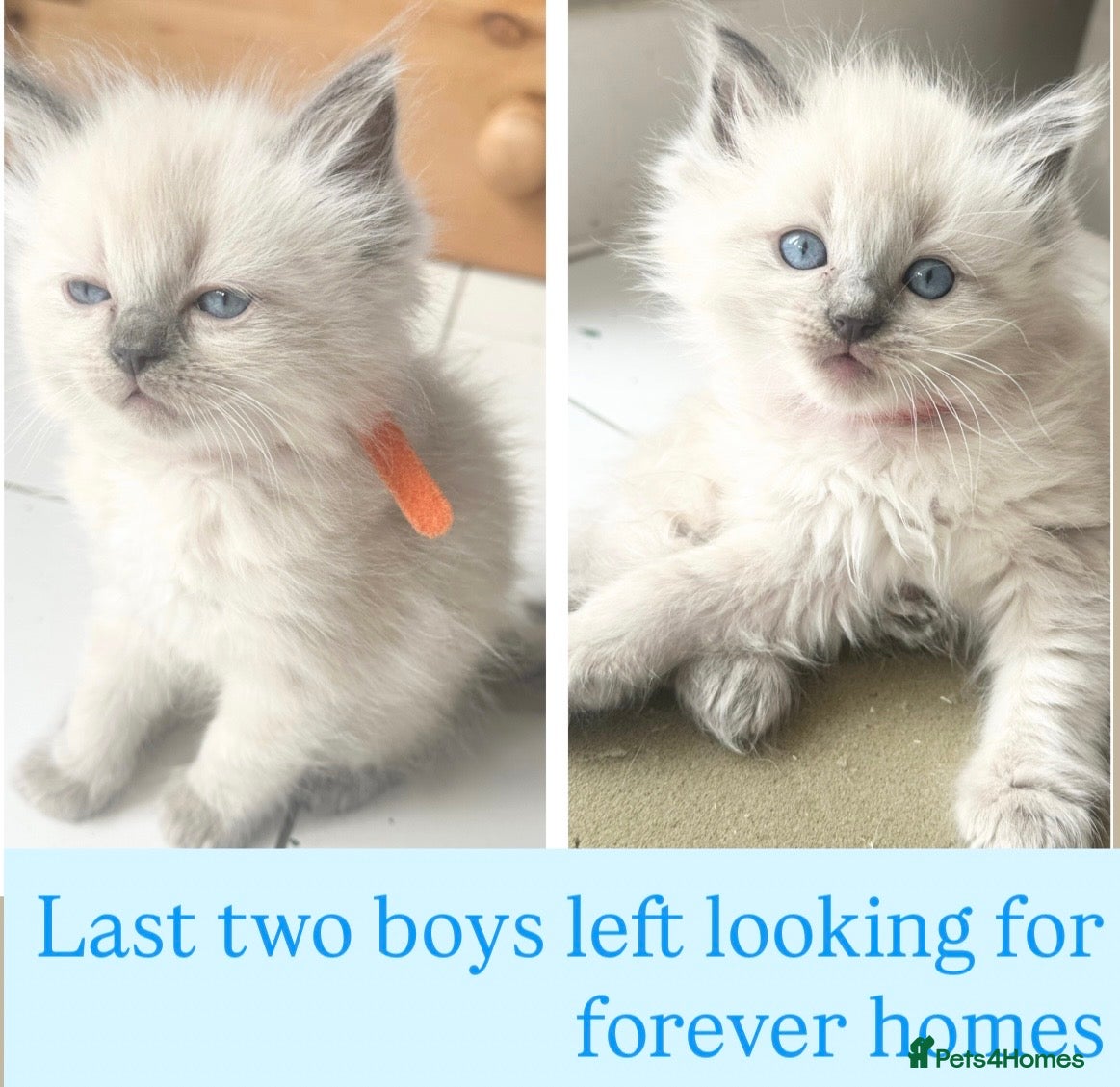 Ragdoll cats Pure blue point ragdoll kittens  - Advert 6
