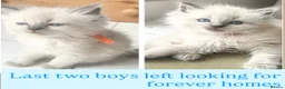 Ragdoll cats for sale: Pure blue point ragdoll kittens  - Advert 1