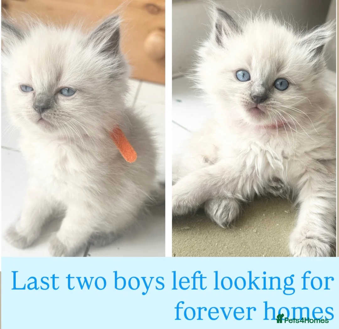 Ragdoll cats for sale: Pure blue point ragdoll kittens  - Advert 1