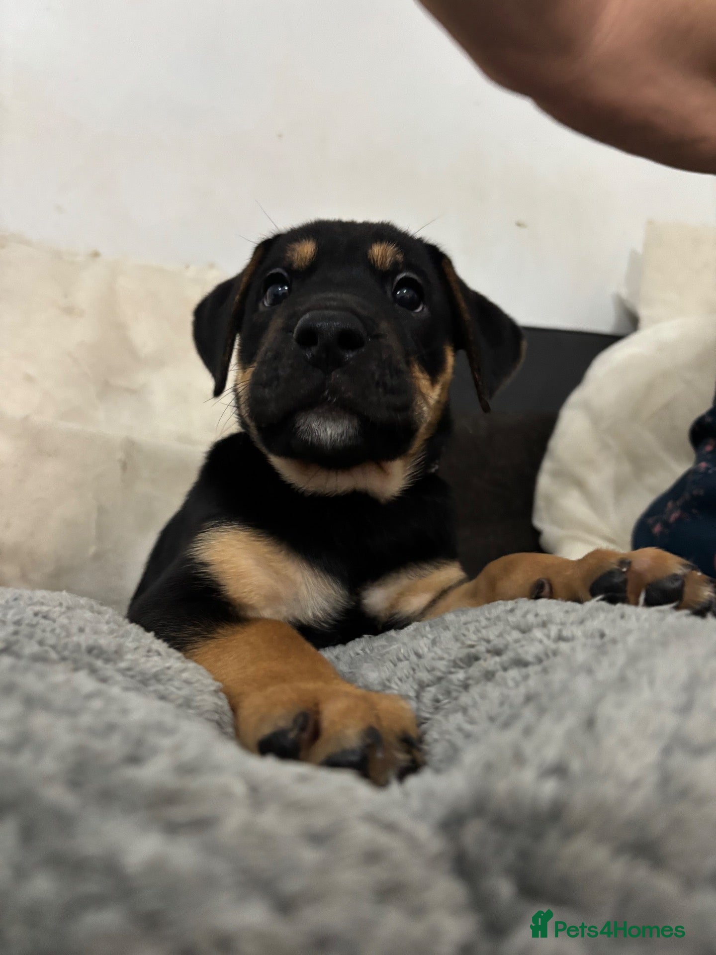 Mixed Breed dogs 6 Beautiful Old Tyme Bulldog X German Sheperd pups - Advert 1