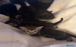 Ragdoll cats for sale: Half ragdoll stunningly marked kittens  - Image 38