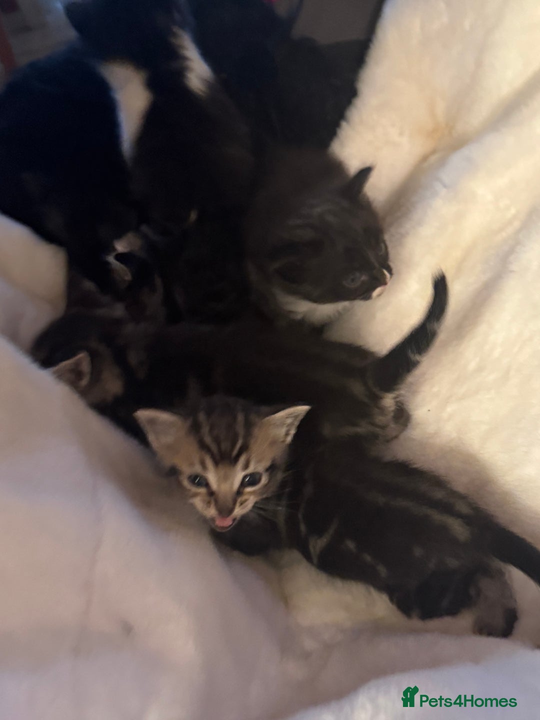 Ragdoll cats for sale: Half ragdoll stunningly marked kittens  - Image 38