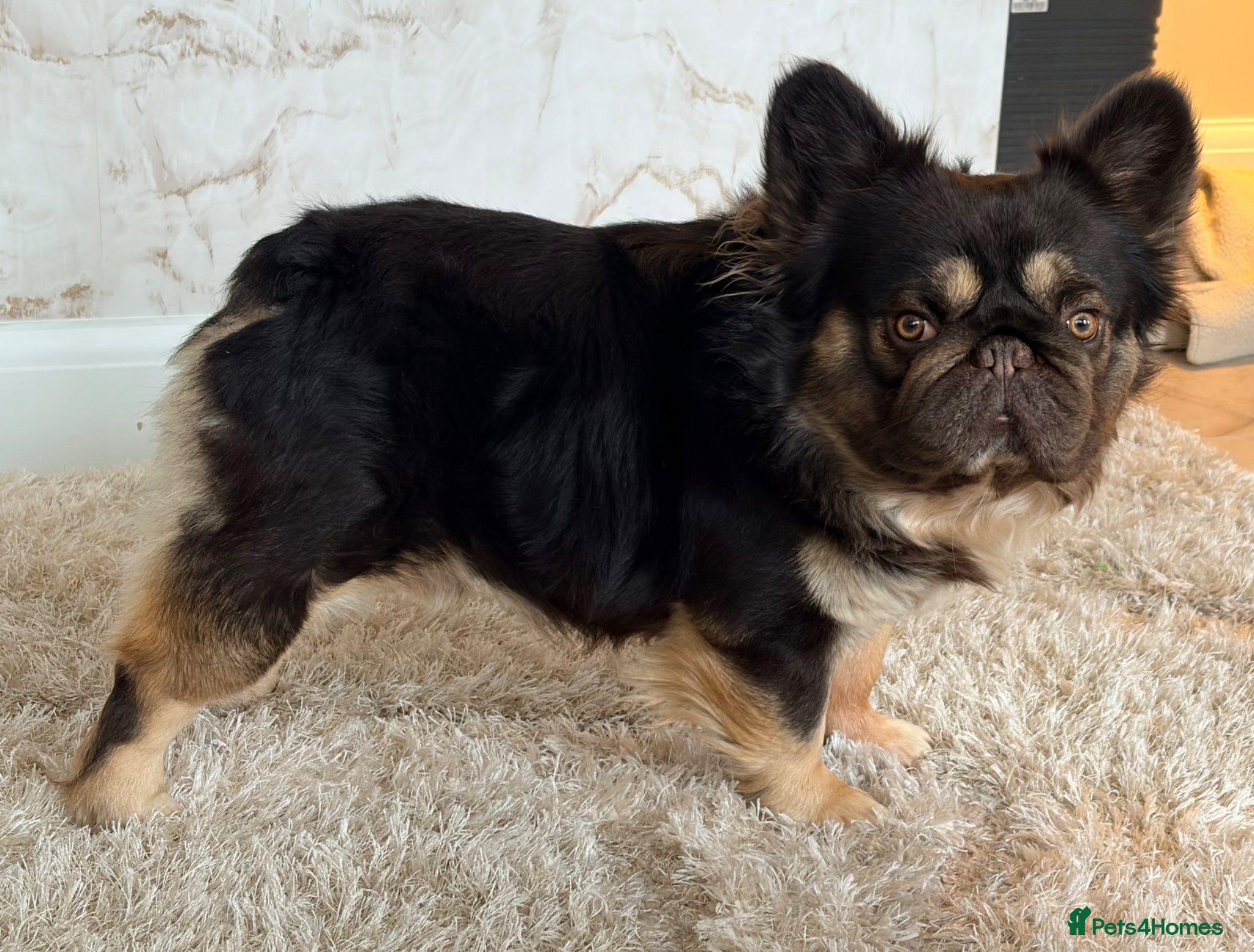 French Bulldog dogs Adult french bulldogs - Advert 6
