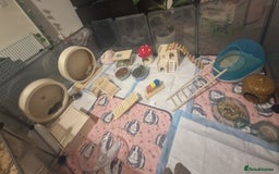 Gerbil rodents for sale: 3 gerbils & accessories for sale - Image 10