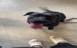 Mixed Breed dogs for sale: Rehome - Image 3