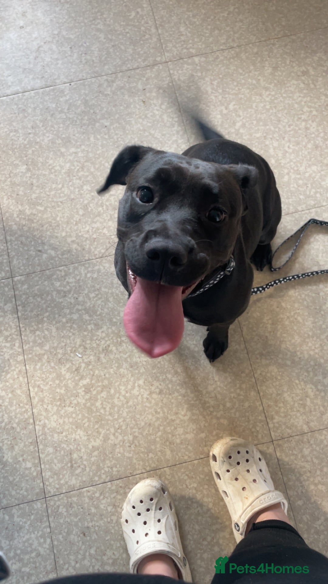 Mixed Breed dogs for sale: Rehome - Image 3