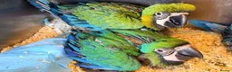 Macaws birds for sale: Milligold Macaw Babies – Two Females Available in Louth - Advert 4