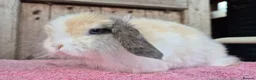 Mini Lop rabbits for sale: Cashmere mini lop buck  - Advert 4