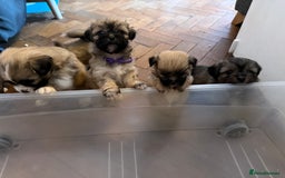 Mixed Breed dogs for sale: Peke’a’tease  - Image 24