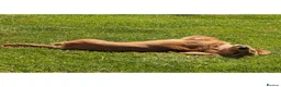Miniature Dachshund dogs for sale: Long Haired Miniature Dachshund in Stoke-on-Trent - Advert 4