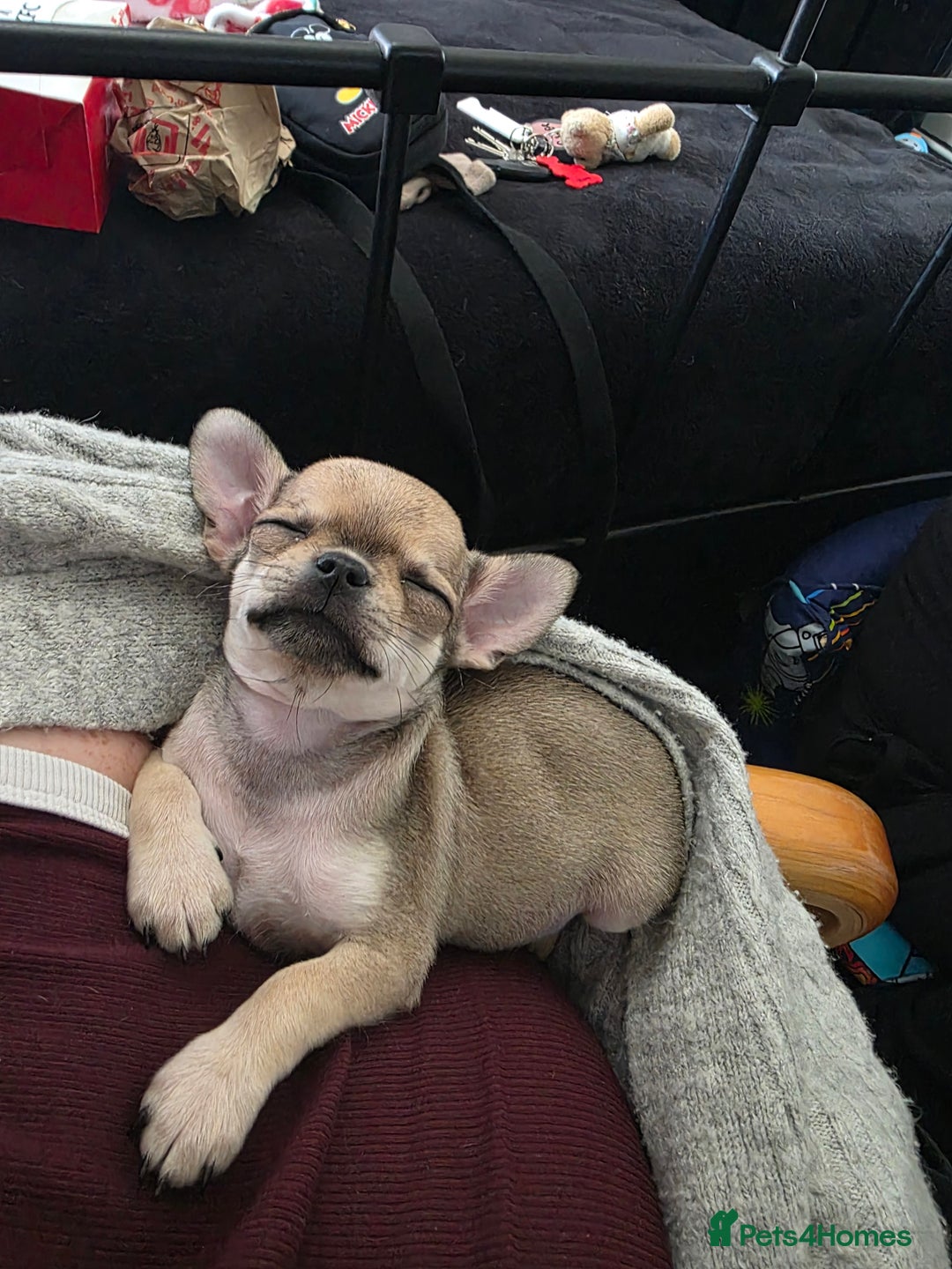 Chihuahua dogs for sale: 🌟 KC Registered 🌟 Smooth Sable Chiuahua 🐕 - Advert 18