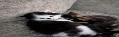 Persian Kitten 1