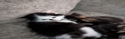 Persian cats for sale: Long haired doll faced Persian kittens X 4 - Advert 5