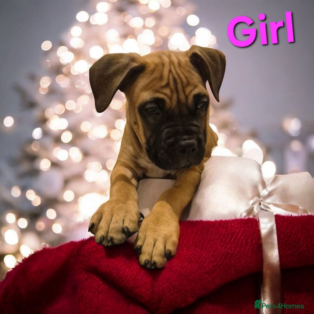 Mixed Breed dogs for sale: Bullmastiff x puppies 🐶  - Advert 20