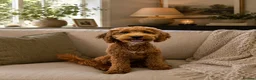 Cockapoo dogs for sale: Beautiful 9 month old boy looking for forever home in Tonypandy - Advert 1